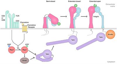 Cell Adhesion Molecules and Their Roles and Regulation in the Immune and Tumor Microenvironment